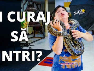 Privat: [ID: uZJc19PTHcw] Youtube Automatic