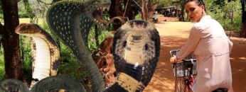 [ID: nsLynAJ5oA4] Youtube Automatic