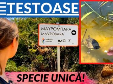 [ID: SxkPyhZjVmQ] Youtube Automatic